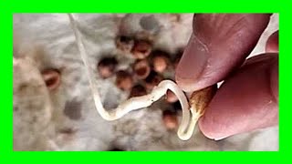 How to Germinate Cherry Seeds [upl. by Nellie937]