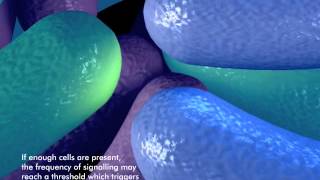 How bacteria form a biofilm [upl. by Judsen]