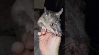 Having a Good Ol Fashion Kerfuffle With Your Pouched Rat pouchedrat ratlife rats [upl. by Mayyahk]