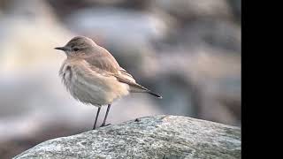 Isabellastenskvätta Isabelline Wheatear [upl. by Bryanty]