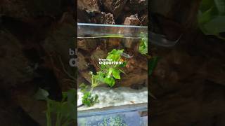 Low Light Aquarium Plant anubias [upl. by Eizus236]