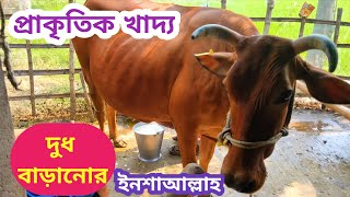 গরুর দুধ বৃদ্ধির প্ৰাকৃতিক উপায়  গরুর দুধ বাড়ানোর উপায়  গরুর দুধ বৃদ্ধির খাবার  Gorur Dudh Barano [upl. by Alusru]