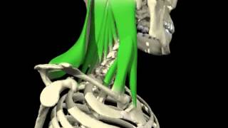 Contralateral rotation of the head and cervical spine from 3D Anatomy for Manual Therapies [upl. by Smada907]