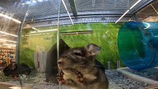 Cute Baby Chinchillas at Petsmart [upl. by Adnarem]