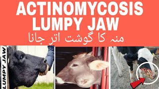 ACTINOMYCOSISLUMPY JAWBACTERIAL INFECTIONACTINOMYCES BOVISCATTLEBUFFALOBY DR RIZWAN JAMAL [upl. by Ermentrude10]