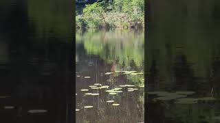 Monster Carp chilling in the lillies carpfishingfrance [upl. by Lanfri]