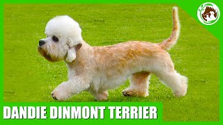 Uncovering the Surprising Facts Behind the Dandie Dinmont Terrier [upl. by Telfer]