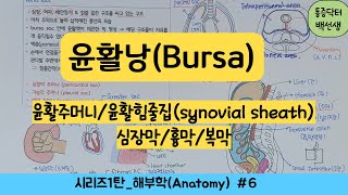 윤활낭bursa윤활주머니윤활 힘줄집synovial tendon sheath심장막흉막복막해부학6일차 [upl. by Leina]