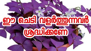 ഈ ചെടി വളർത്തുന്നവർ ശ്രദ്ധിക്കണേ😱😱Oxalis triangularis plantButterfly plant🔥🔥 [upl. by Ydollem]