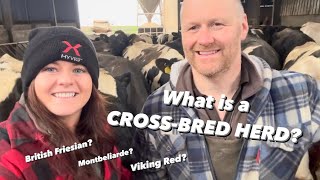 WHAT IS A CROSSBRED HERD The different COW BREEDS at Moat Grange Farm and why we have them [upl. by Lamrert]