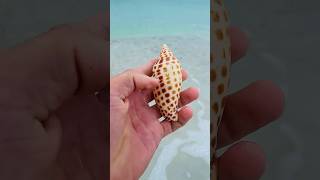 Excited or What   The elusive Junonia 😍   junonia rare treasure shell ocean [upl. by Rist830]