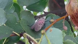 The spotted lanternflies are back in western Pennsylvania [upl. by Nnayecats338]