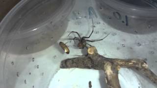 Latrodectus geometricus feeding Brown Widow [upl. by Swane]