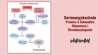 Gerinnungskaskade einfach erklärt Primäre amp Sekundäre Hämostase verstehen  Faktoren Bedeutung [upl. by Nywrad]