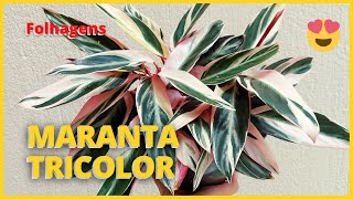 MARANTA TRICOLOR  STROMANTHE THALIA TRIOSTAR  Dicas de Cultivo e replante dessa folhagem linda 🪴 [upl. by Ecertap999]