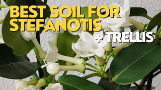 BEST SOIL for Madagascar Jasmine  Stephanotis Plant Care  Repotting with Trellis [upl. by Conger363]