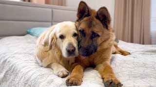 How the Golden Retriever and the German Shepherd Became Best Friends Compilation [upl. by Abijah274]