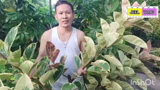 CUTTING TREELIKE FICUS BONSAI TINEKE  PROPAGATING RUBBER TINEKE [upl. by Isabel]