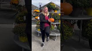 Pumpkin Series Workout Low Back Pain [upl. by Ydnic537]