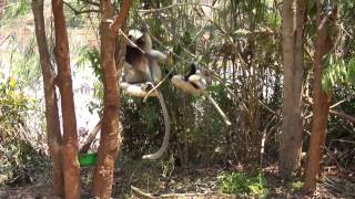 cute sifaka jumping HD [upl. by Earej]