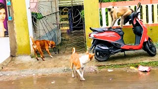 dog vs monkey fight funny video angry monkey vs doglangur monkey vs dog fightlangur animal [upl. by Adnilreh332]