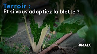 Terroir  et si vous adoptiez la blette [upl. by Kieger]