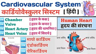 Cardiovascular System In Hindi  मानव ह्रदय  Structure of Heart  Anatomy of Heart  Heart Chamber [upl. by Faso]