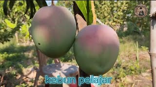 review mangga agrimania [upl. by Brion]