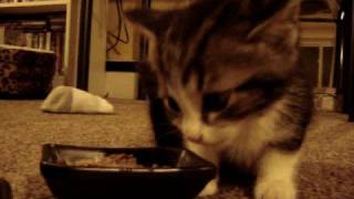 Cute Kitten says quotYUM YUM YUMquot while eating original [upl. by Court]