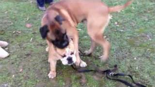 bullmastiff VS bulldog [upl. by Nahaj]