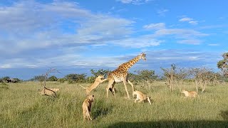 Lion pride takes down calf and protective giraffe mother [upl. by Enitnelav]