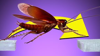 Cockroaches Can Jump amp Fly In slow mo its AWESOME [upl. by Hakon]