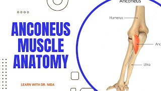 Anconeus Muscle Anatomy  Anatomy Lecture Series [upl. by Eniretac644]