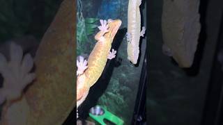 What do our geckos do while we sleep gecko reptiles lizard [upl. by Aiciruam602]