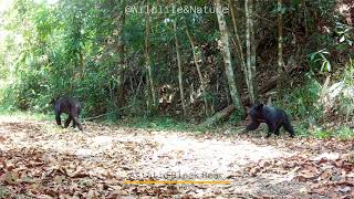 Asiatic black bear หมีควาย พ่อลูก ลงจากภูเขา wildlife cameratrap blackbear [upl. by Campy]