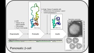 Insulin Biosynthesis [upl. by Raeann467]