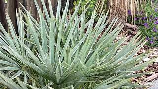 The Blue Mediterranean MoroccanFan Palm  Chamaerops humilis var cerifera [upl. by Enyehc318]