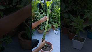 Dieffenbachia Propagation Cutting amp Rooting shorts dieffenbachia cuttingfruit [upl. by Aissert]