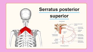 serratus posterior superior [upl. by Tillfourd866]