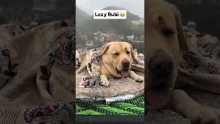 lazy rubi 😂  labra rubi  youtubeshorts shorts labrador dog funny memes cute trending [upl. by Maggi]