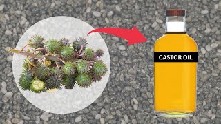 How Castor Oil is Made [upl. by Ellessig]