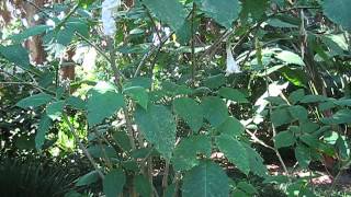 Brugmansia x candida Shredded White [upl. by Keynes421]