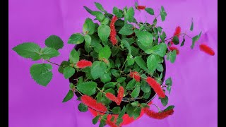 CARE OF CHENILLE PLANTACALYPHA PENDULAFIRETAIL  HOW TO GROW AND CARE CHENILLE PLANT AT HOME [upl. by Teiluj35]