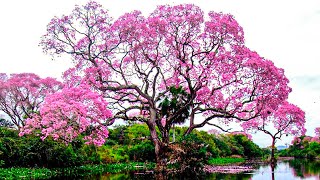 TOP 15 STUNNING and BEAUTIFUL Trees [upl. by Marylou]