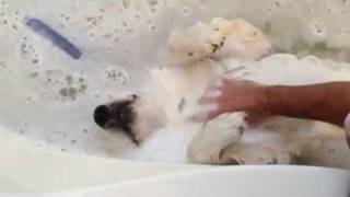 Casper the bath loving dog [upl. by Naffets]