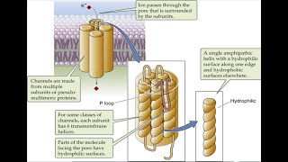 Cell Membrane Transport Simple amp Facilitated Diffusion Primary vs Secondary Active Transport [upl. by Oijile73]