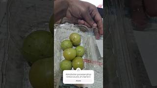 Amla ఉసిరి has richest source of vitamin C [upl. by Whatley]