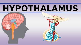 Chp13 HYPOTHALAMUS  Snells NeuroAnatomy  Dr Asif Lectures [upl. by Yatnuahc]