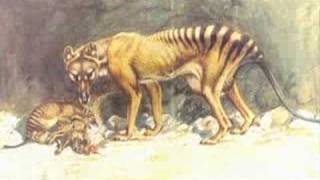 Thylacine facts [upl. by Whyte]