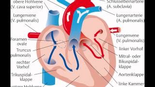 herz anatomie und physiologie [upl. by Sirrap]